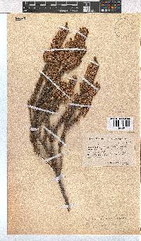 Erica penicilliformis image