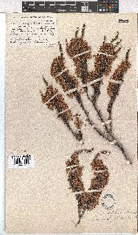 Erica penicilliformis image