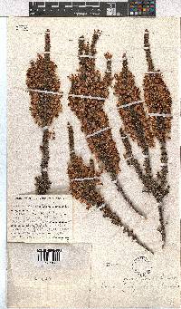 Erica penicilliformis image