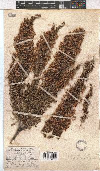 Erica penicilliformis image