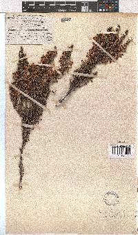 Erica penicilliformis image