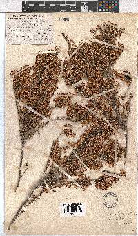 Erica penicilliformis image