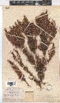 Erica penicilliformis image