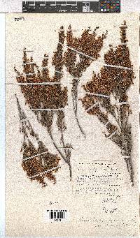 Erica penicilliformis image