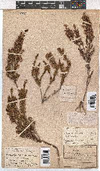 Erica penicilliformis image