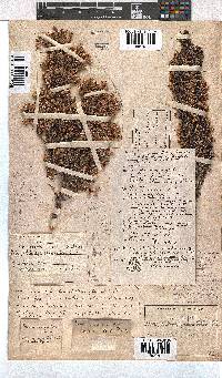 Erica penicilliformis image