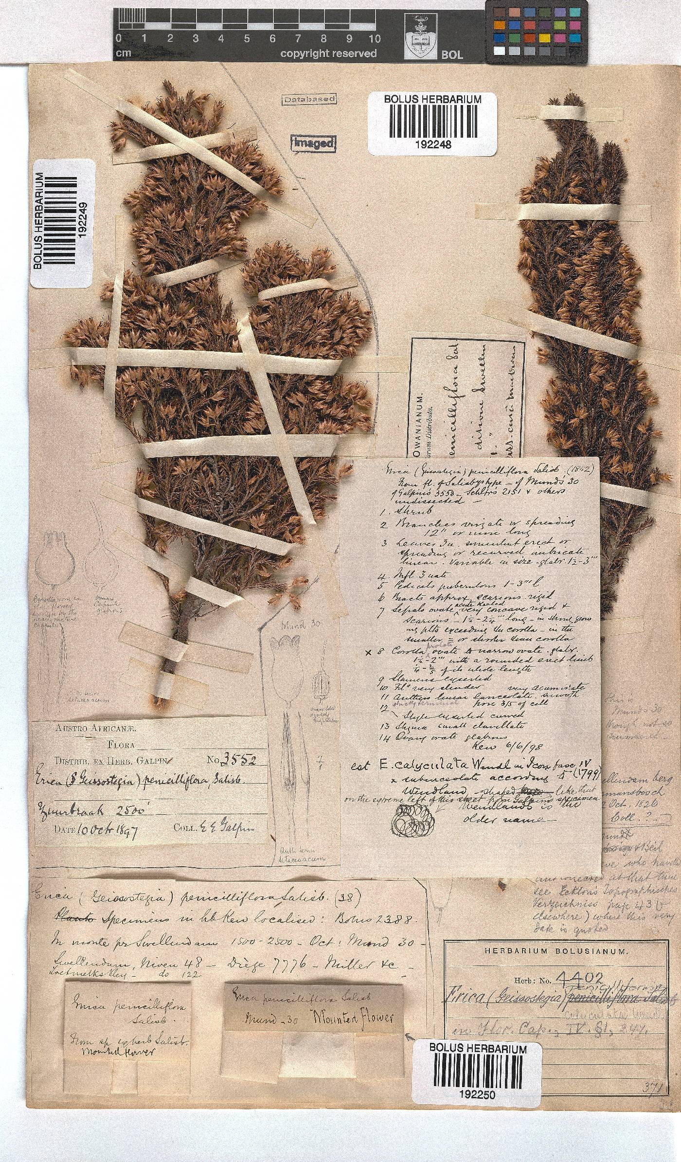 Erica penicilliformis image