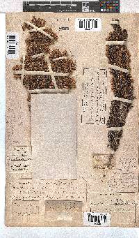 Erica penicilliformis image