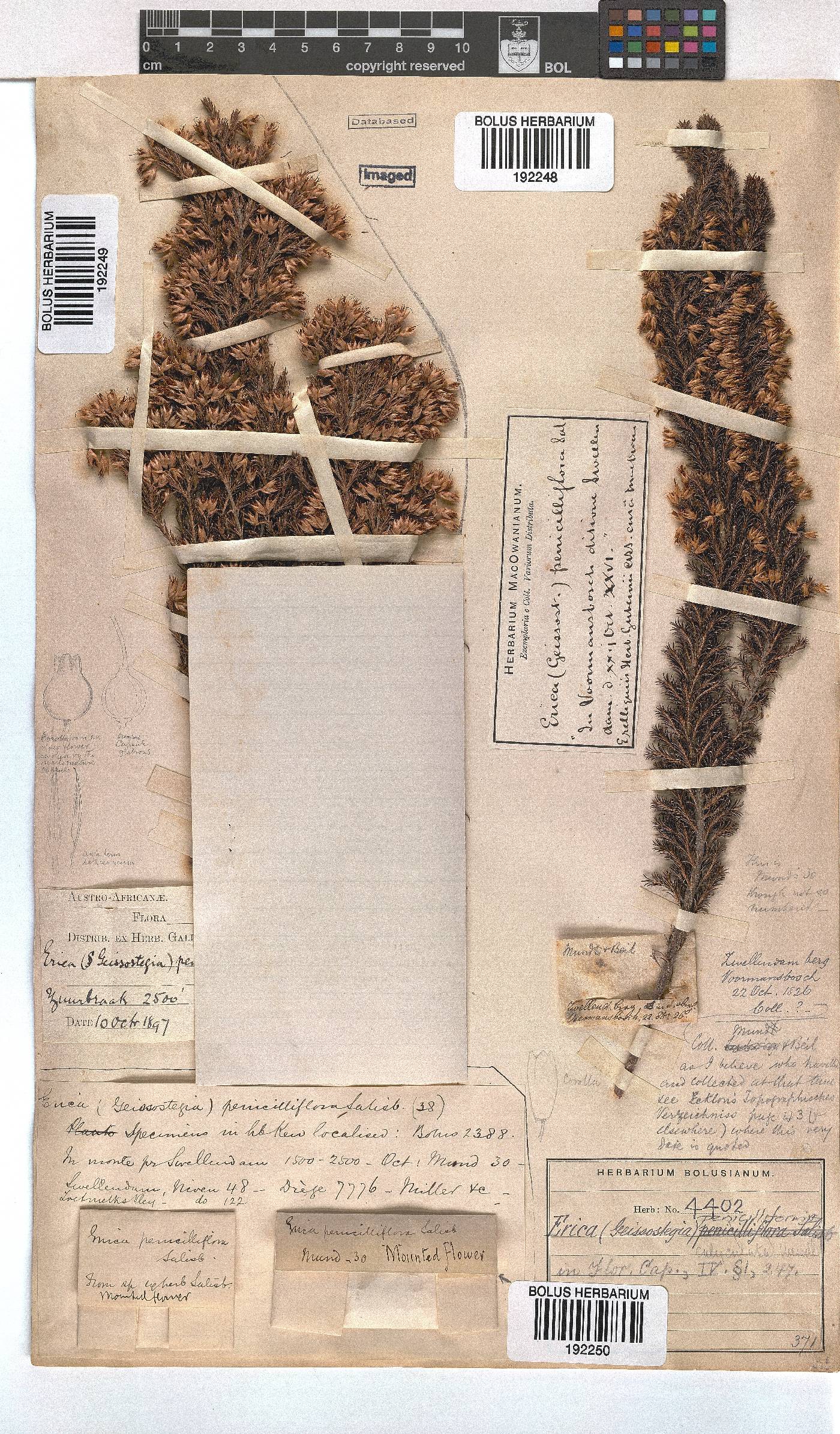 Erica penicilliformis image