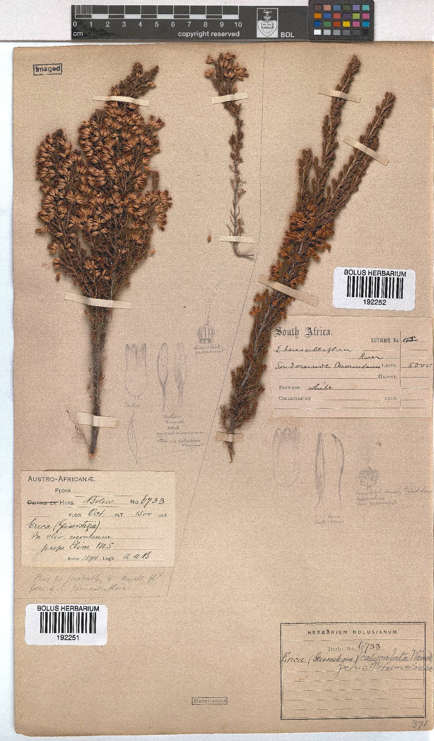 Erica penicilliformis image