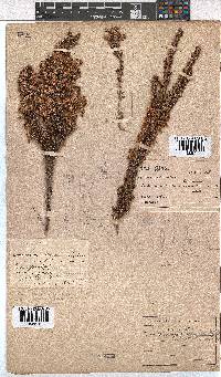 Erica penicilliformis image