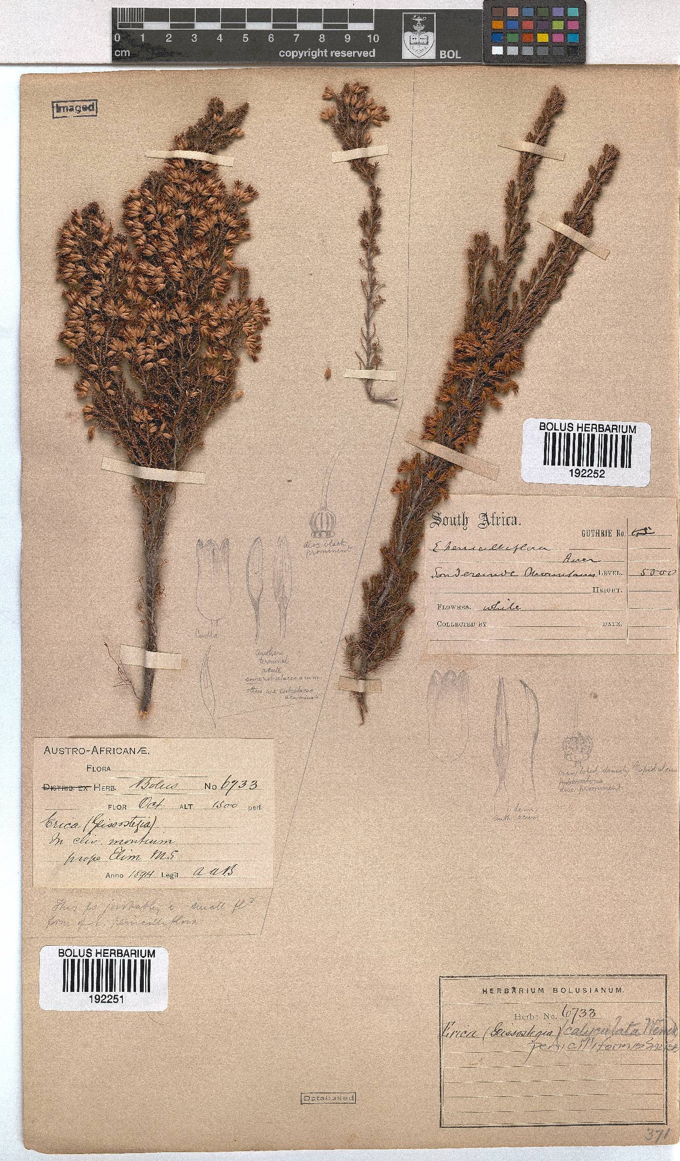 Erica penicilliformis image