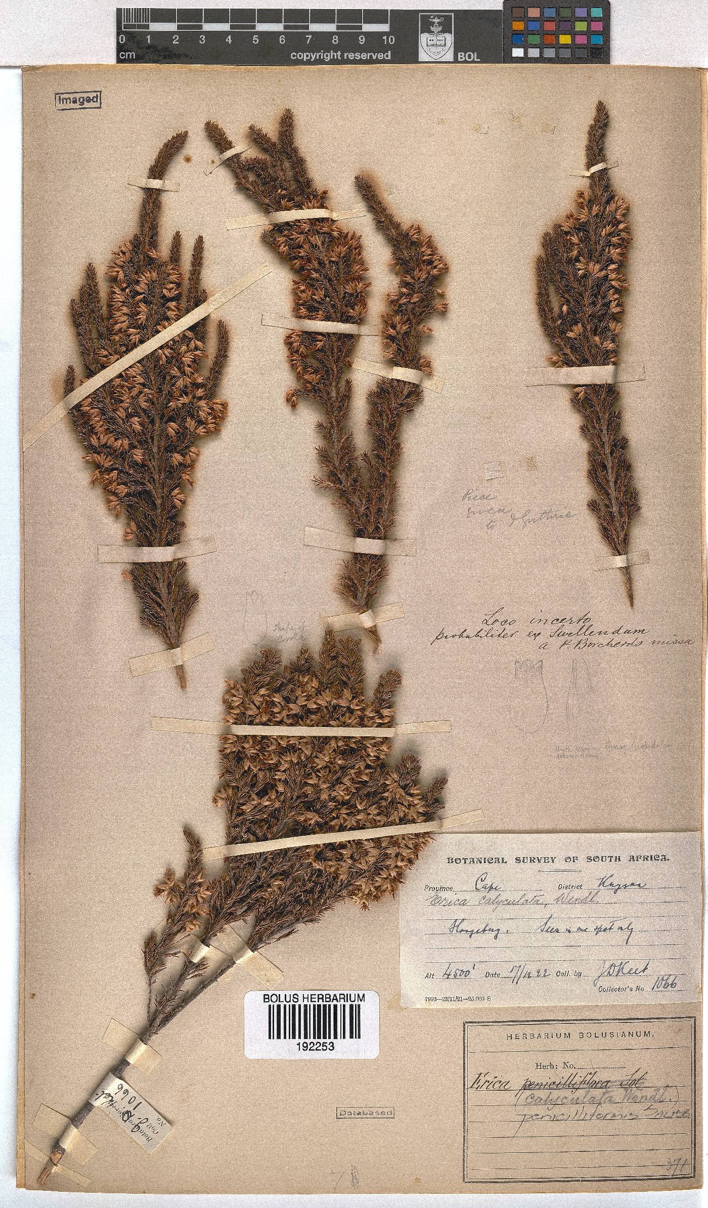 Erica penicilliformis image