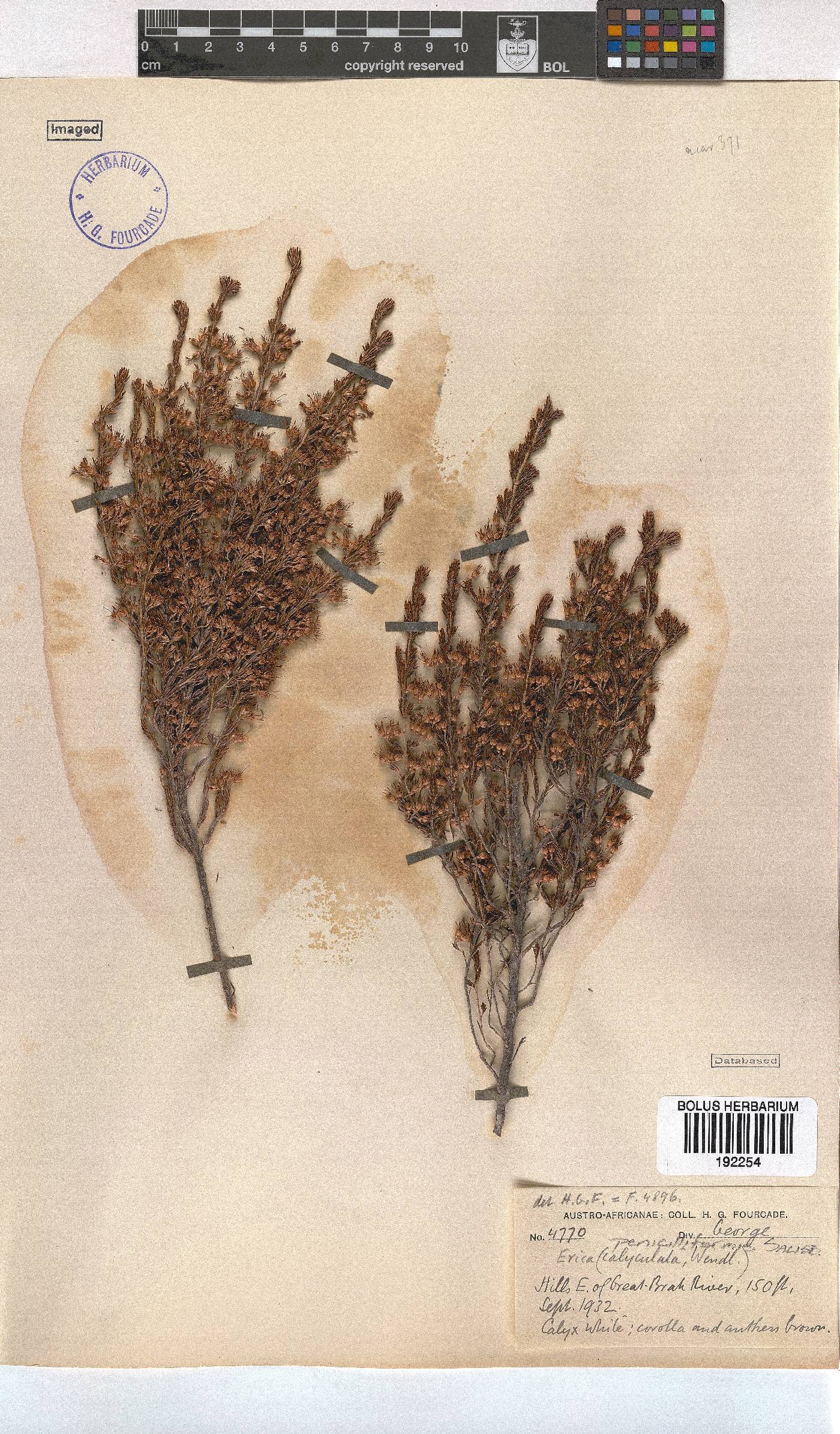 Erica penicilliformis image