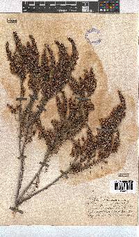 Erica penicilliformis image