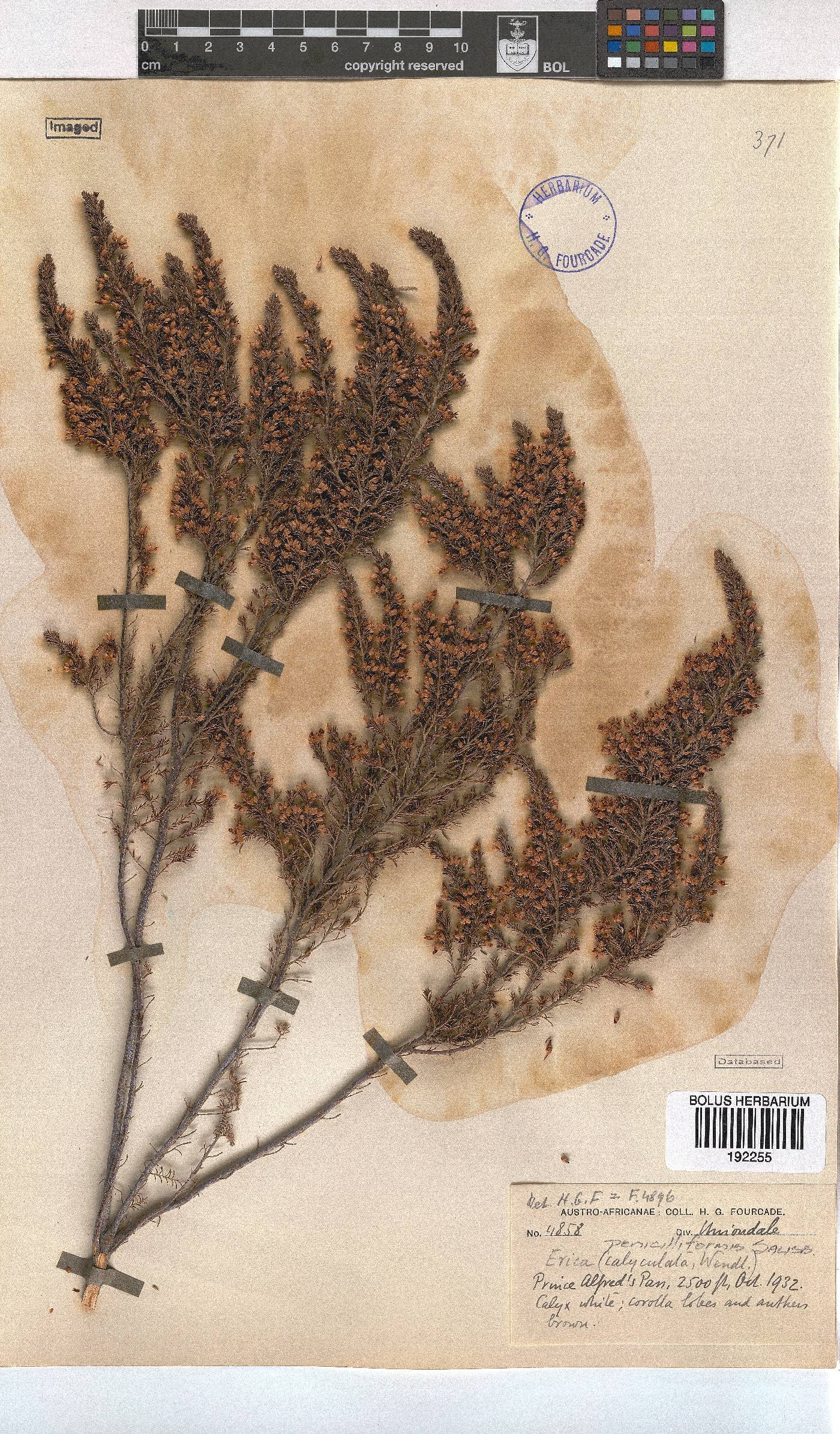 Erica penicilliformis image