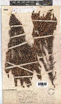 Erica penicilliformis image