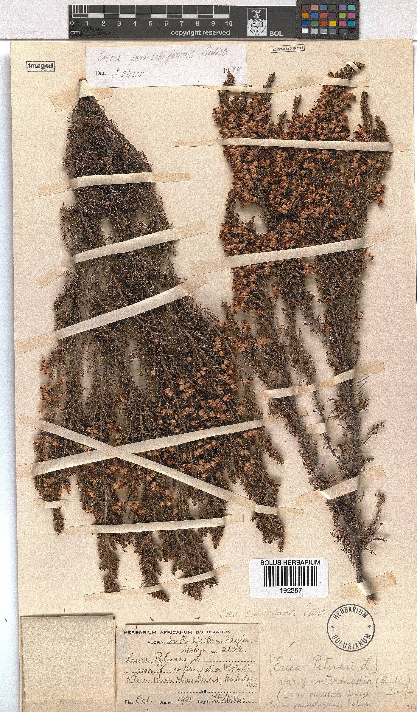 Erica penicilliformis image