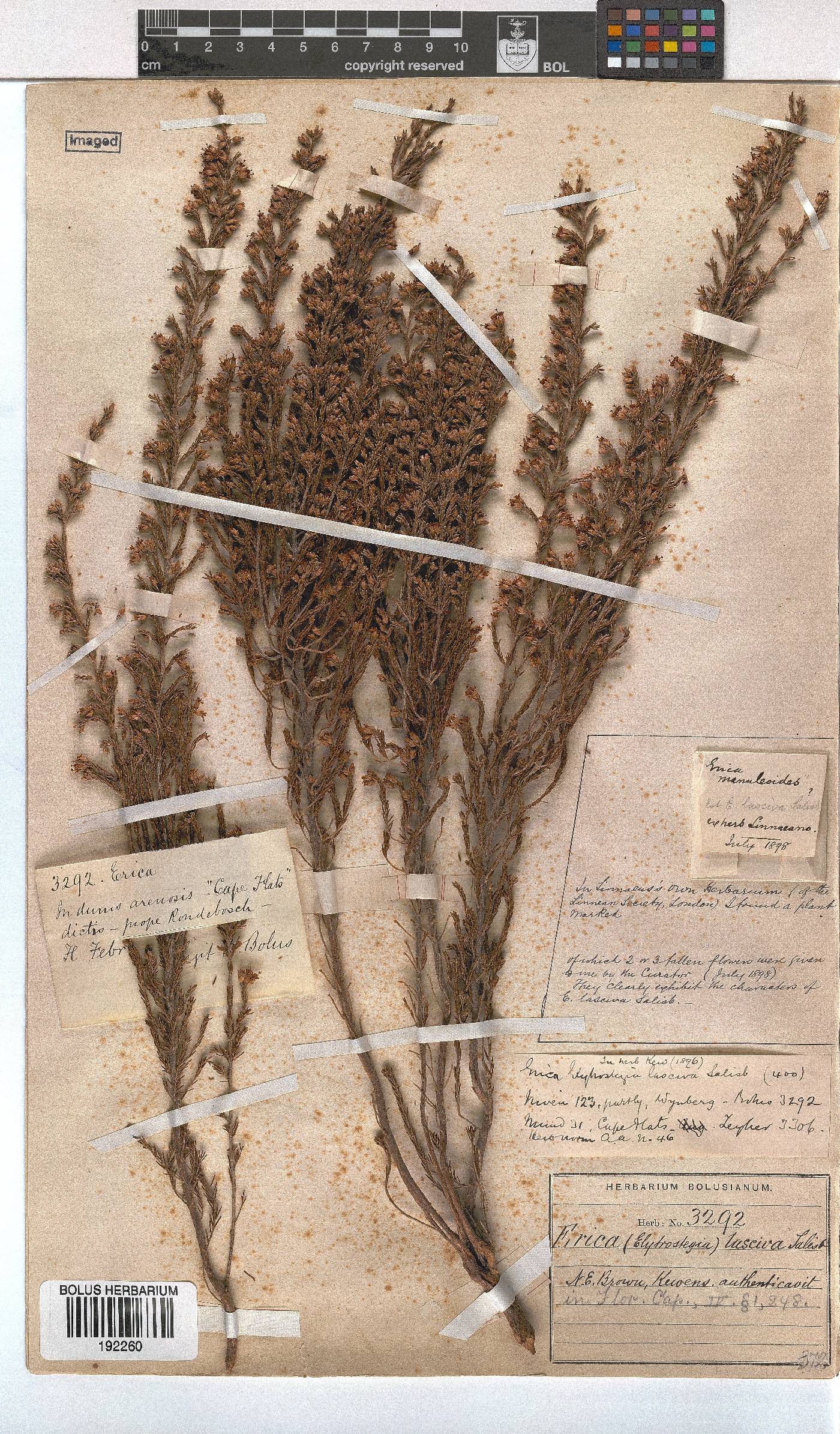 Erica lasciva image
