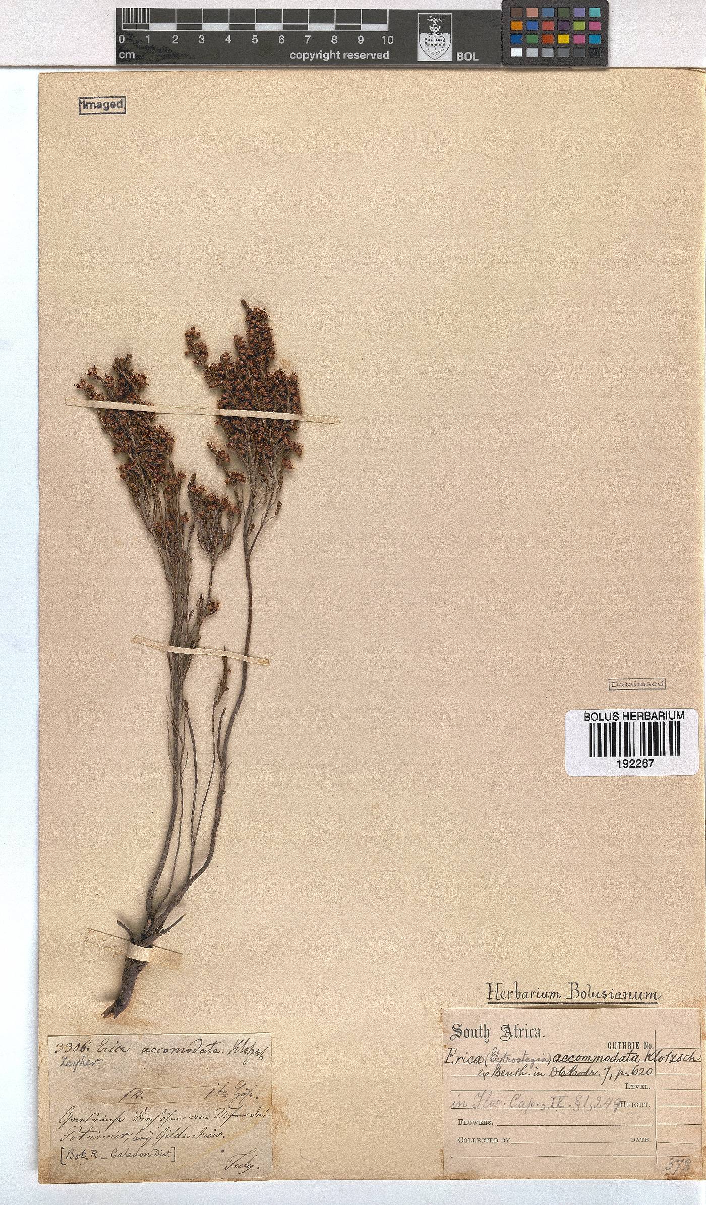 Erica accommodata image