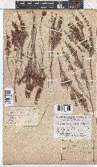 Erica accommodata image