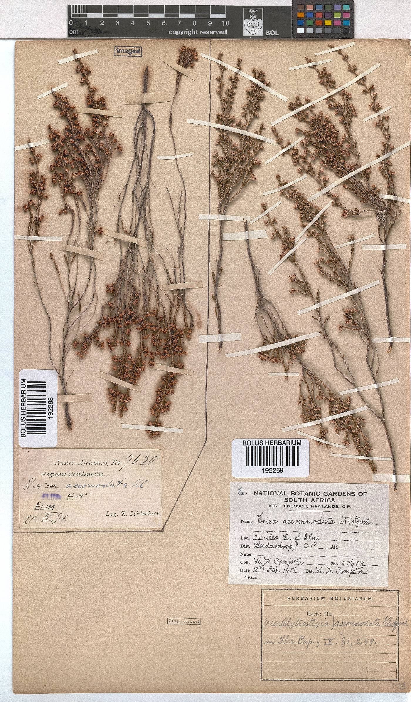 Erica accommodata image