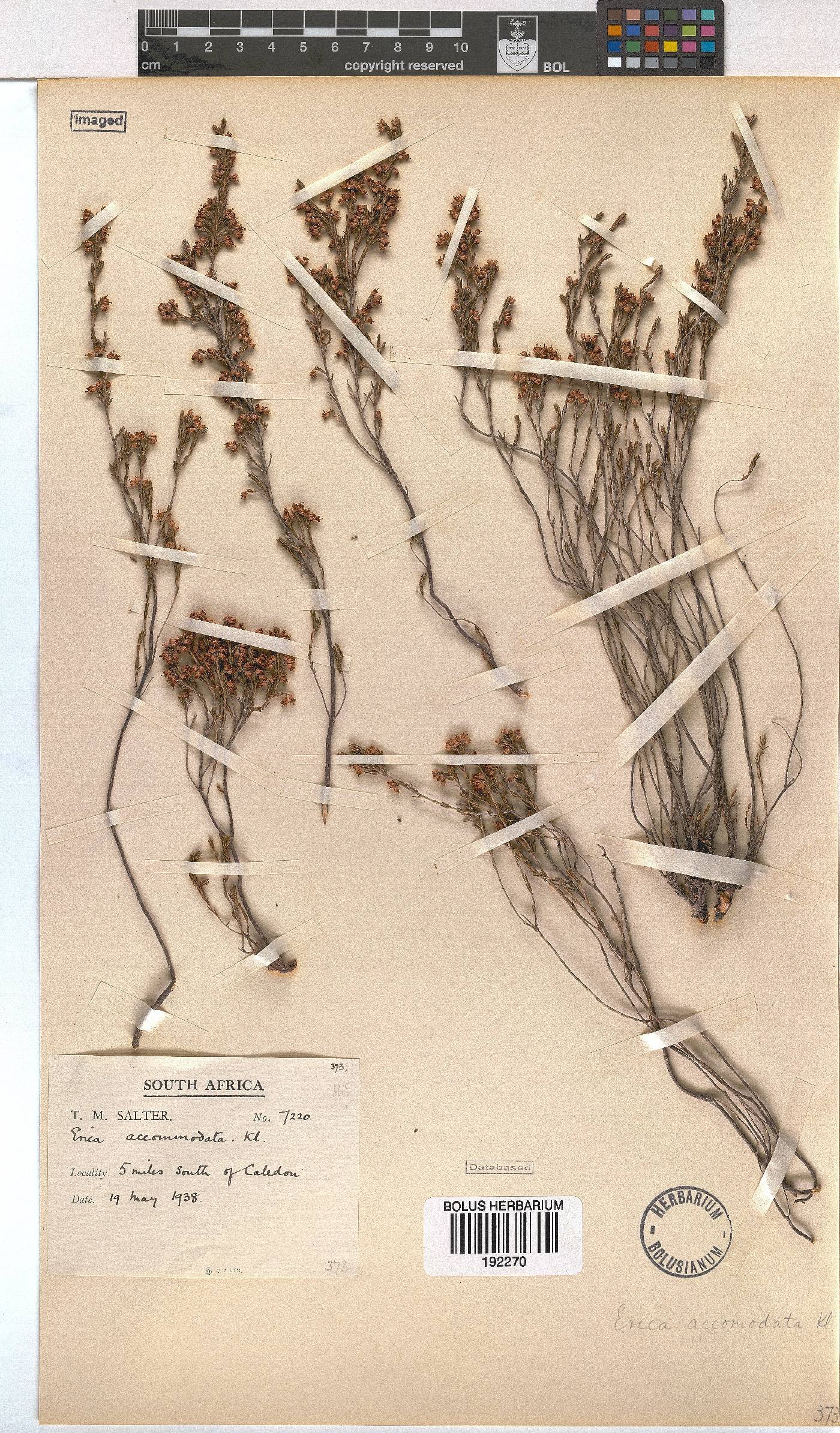 Erica accommodata image