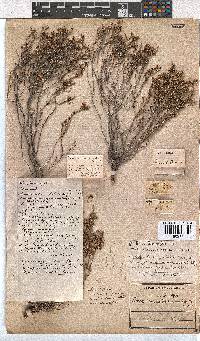 Erica accommodata image