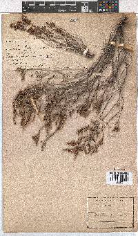 Erica accommodata image