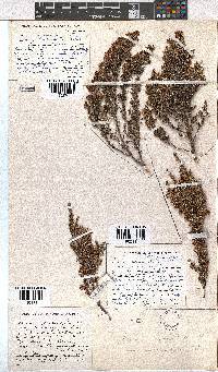 Erica accommodata var. subviscidula image