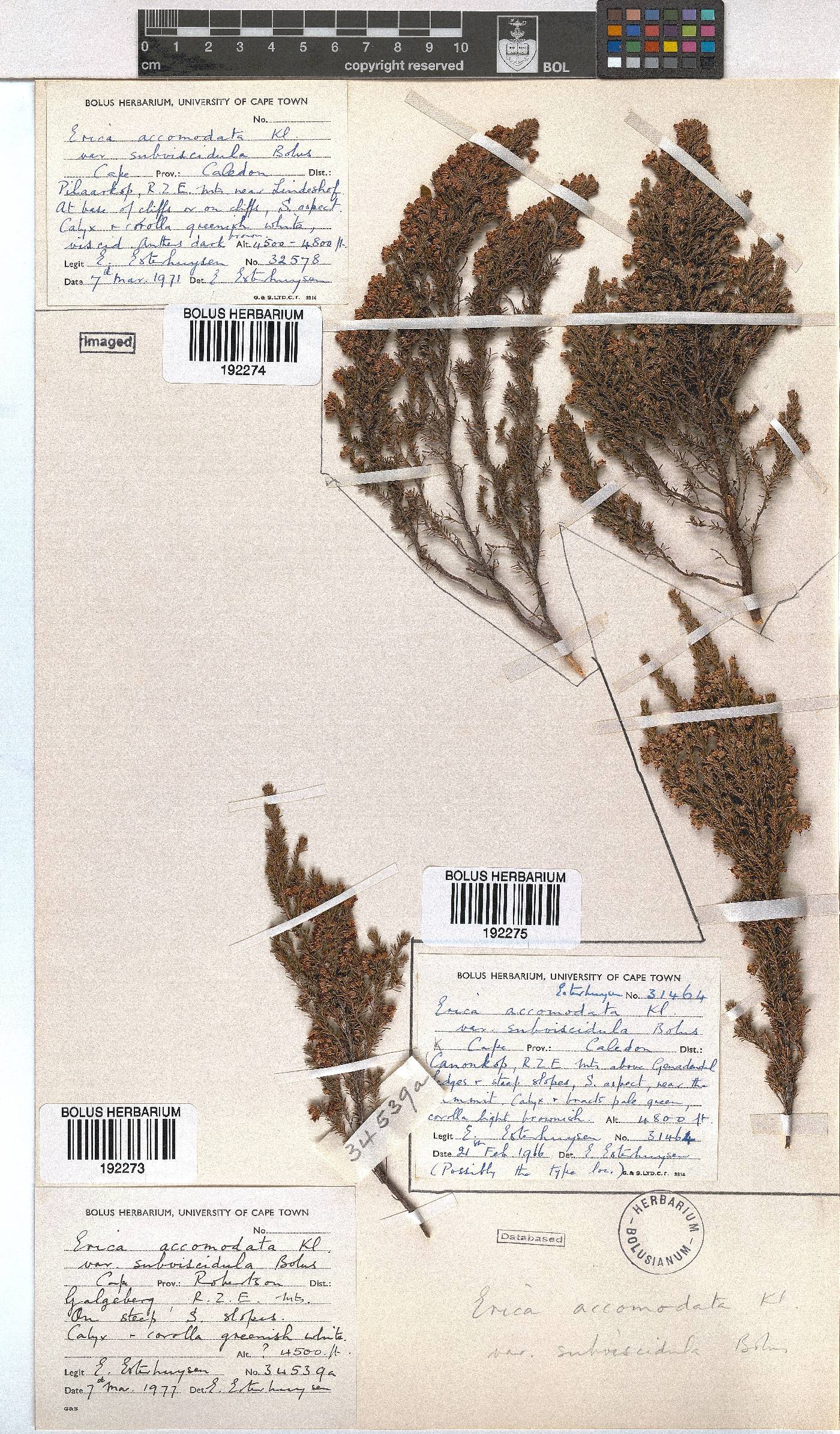 Erica accommodata var. subviscidula image