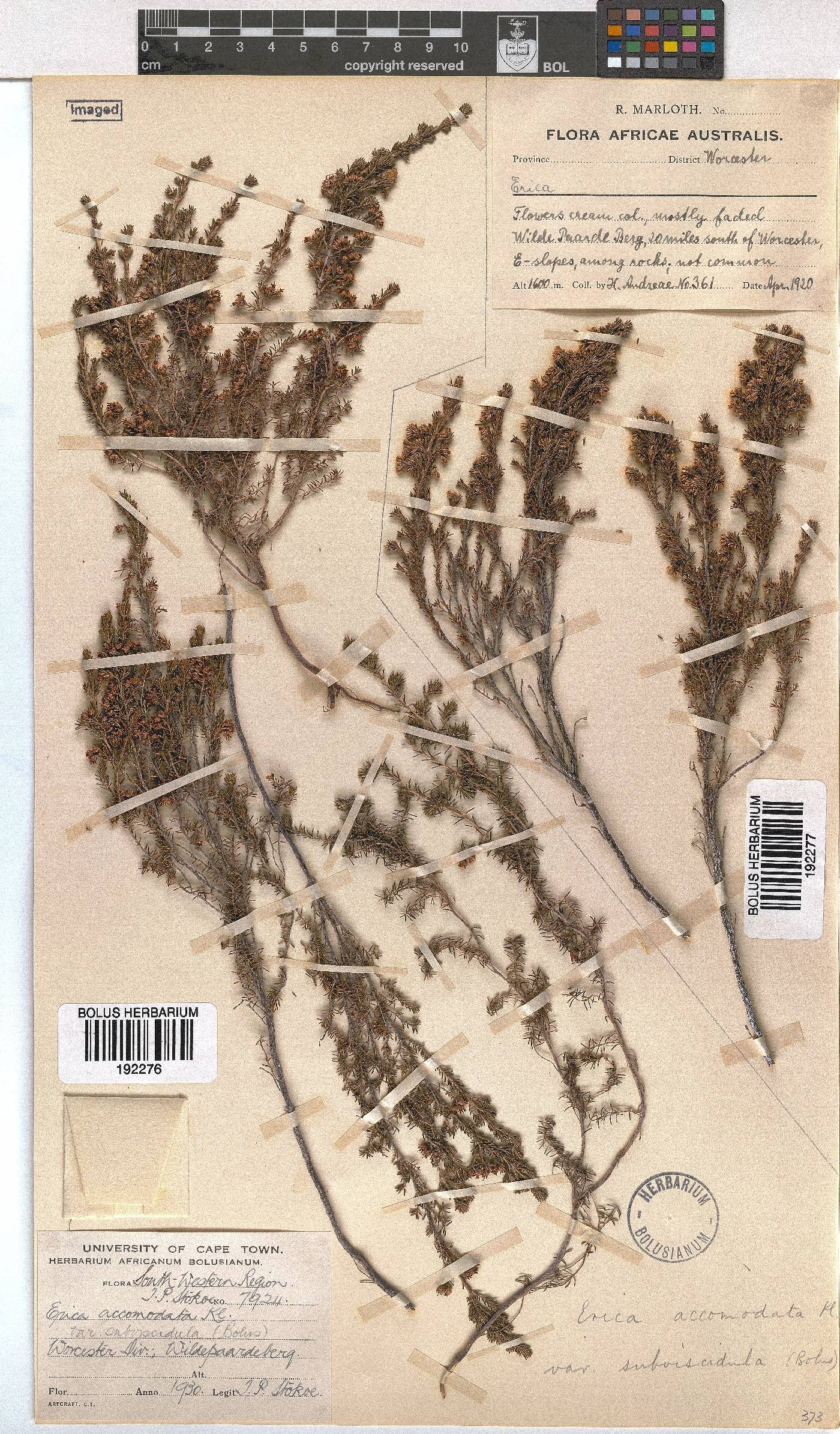 Erica accommodata var. subviscidula image