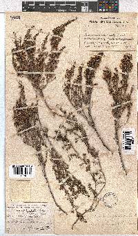 Erica accommodata image