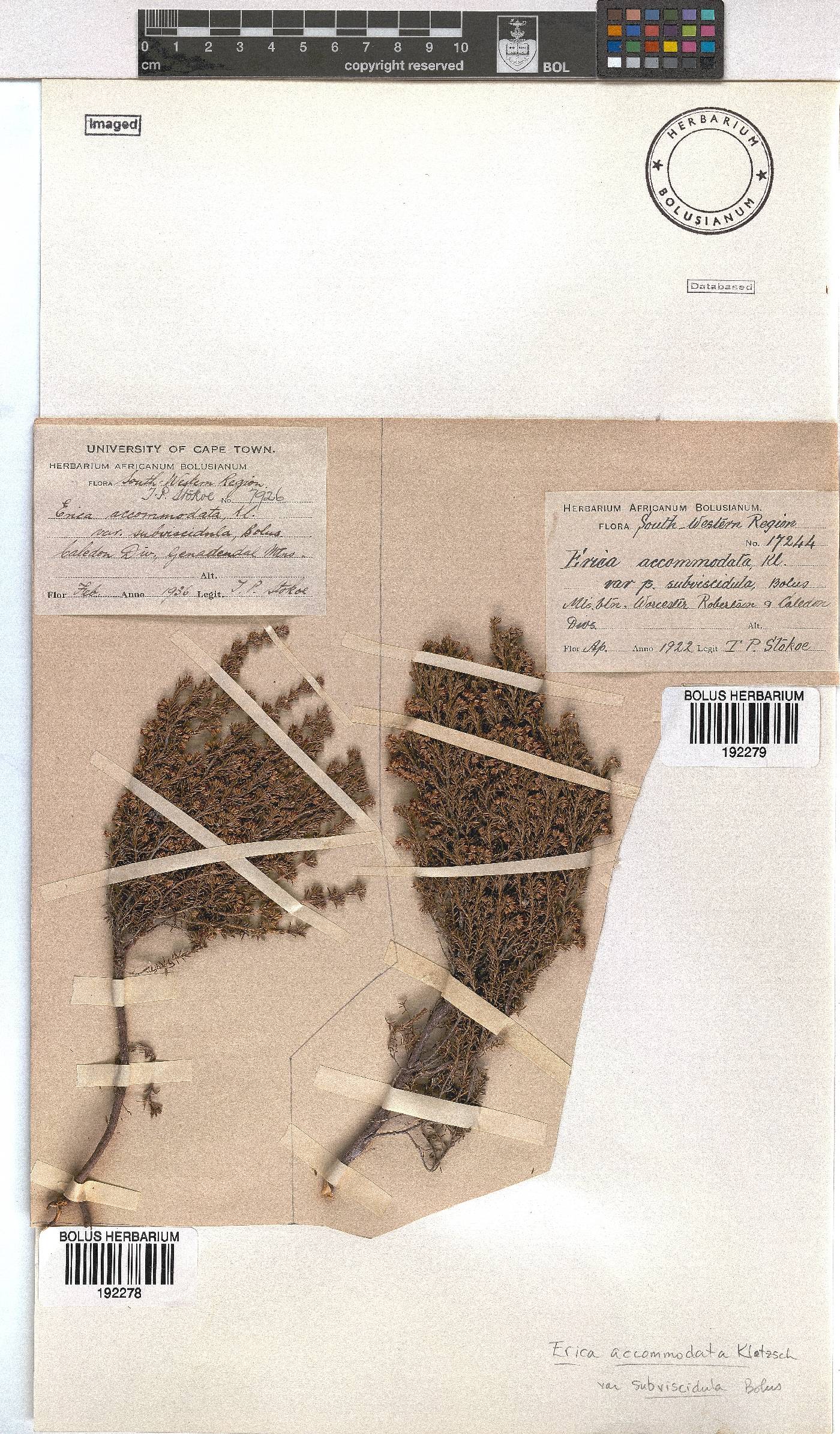 Erica accommodata var. subviscidula image