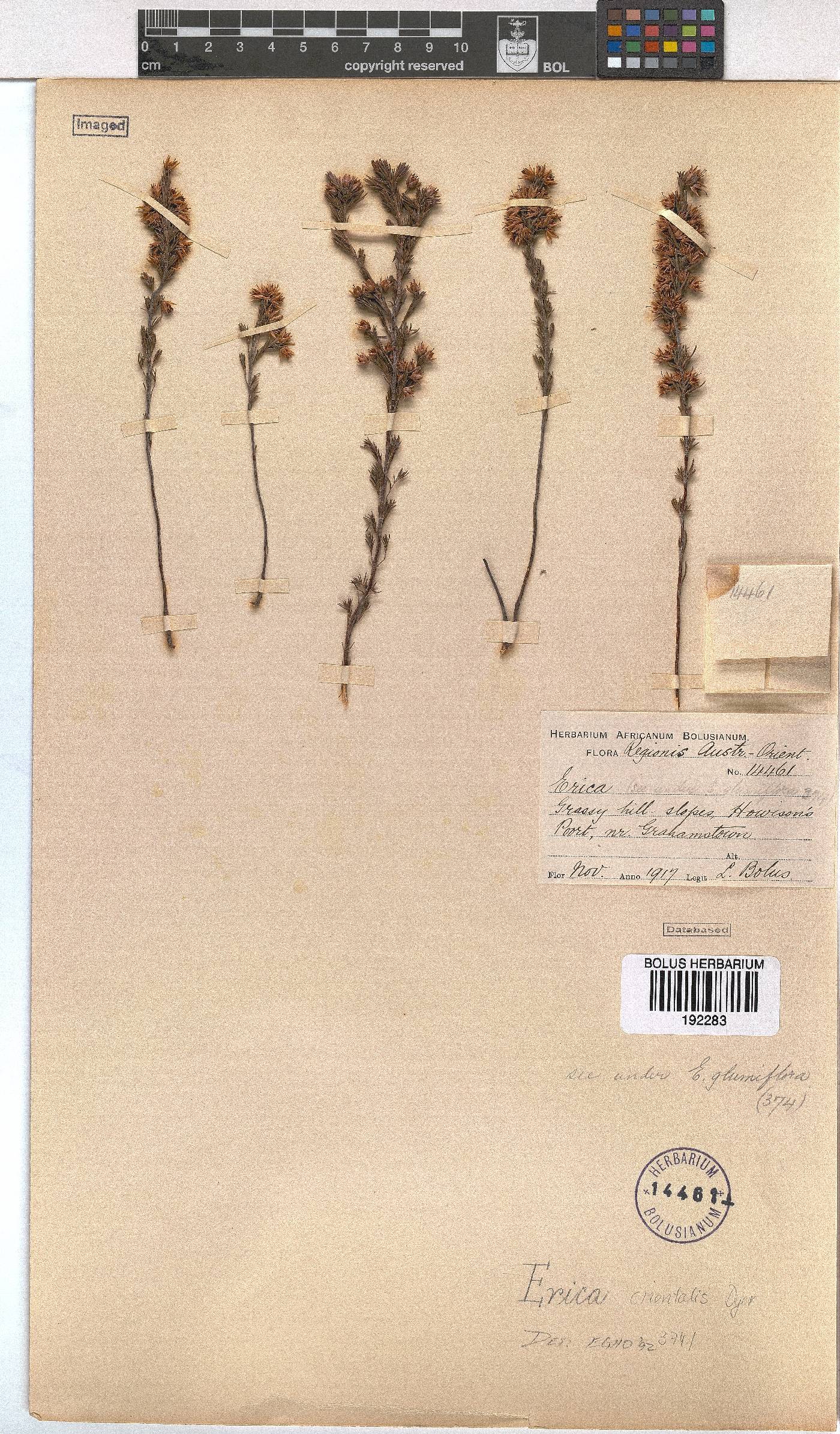 Erica orientalis image