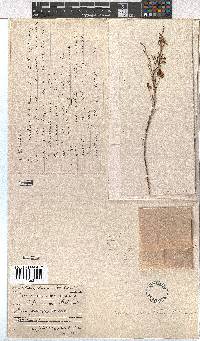 Erica orientalis image