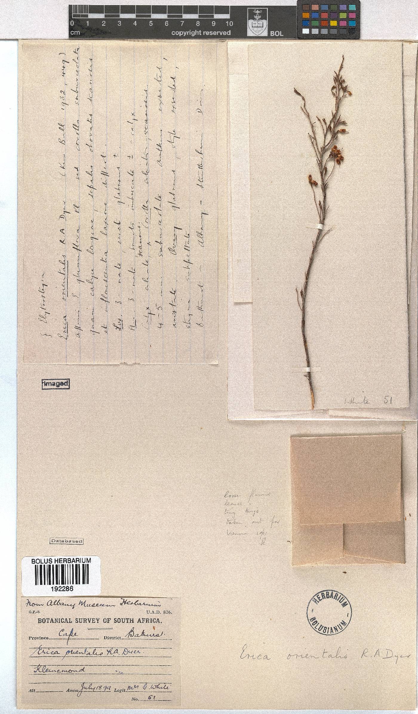 Erica orientalis image