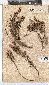 Erica orientalis image