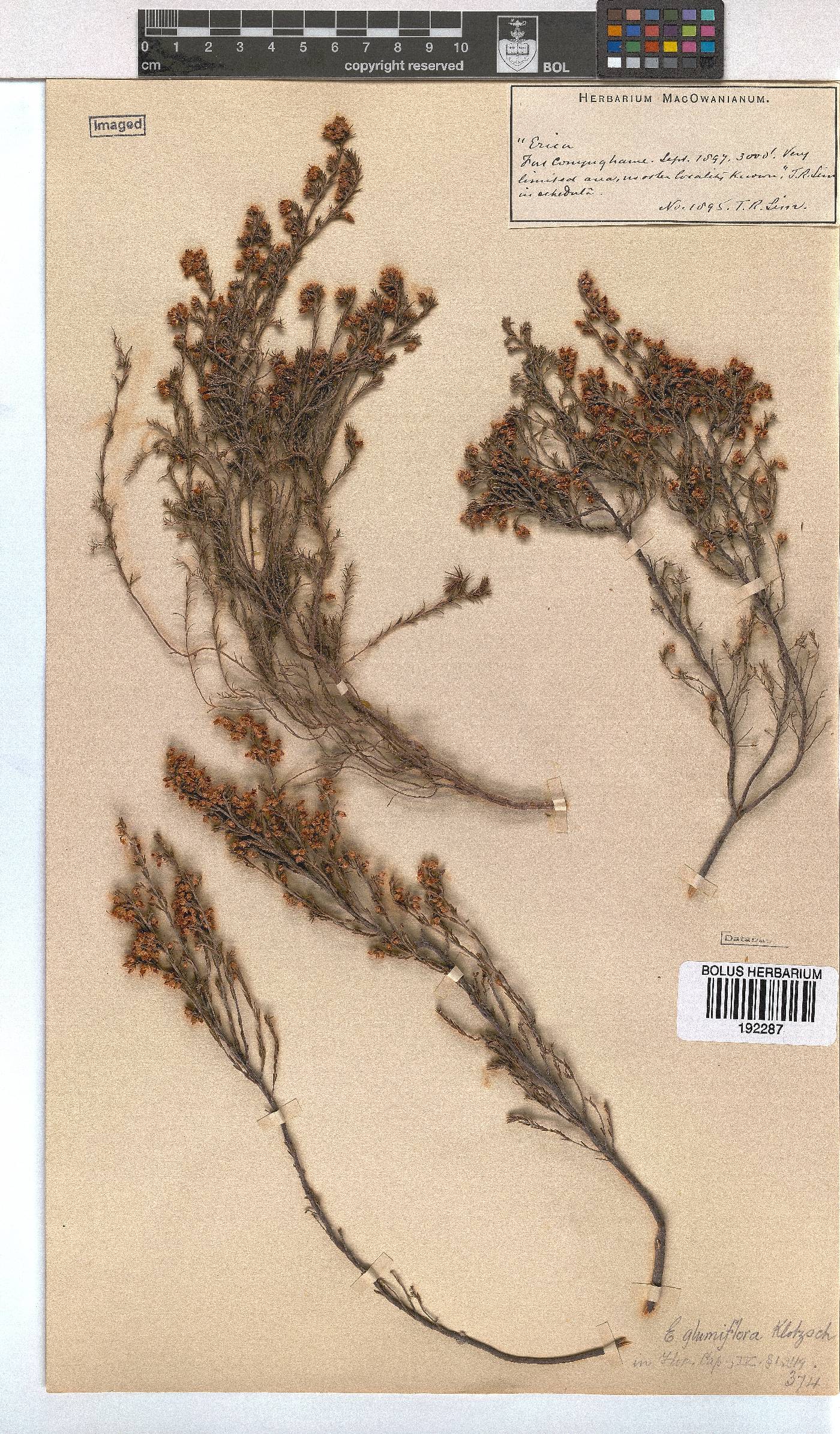 Erica orientalis image