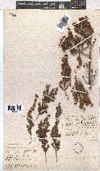 Erica glumiflora image