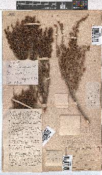 Erica glumiflora image