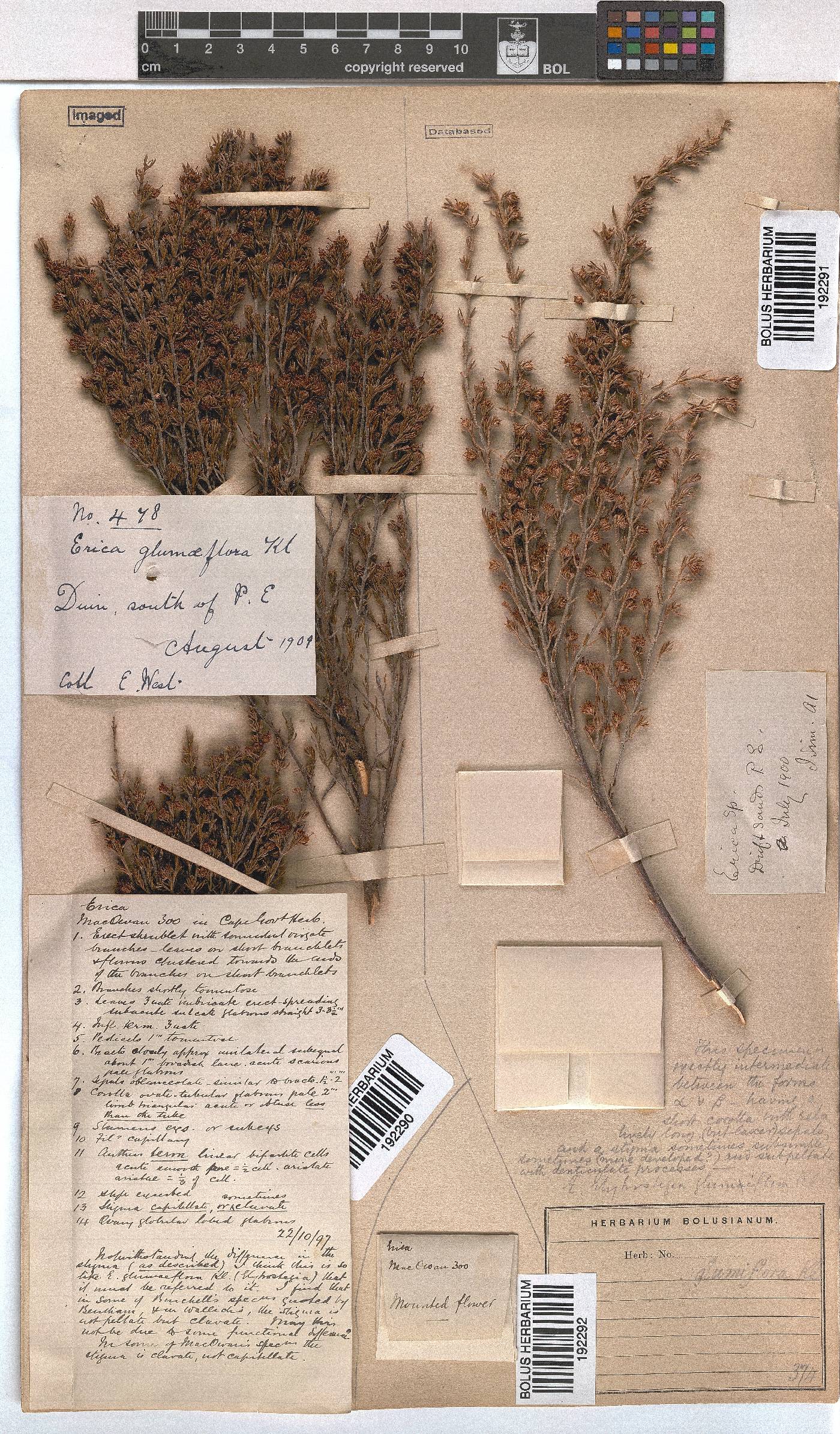 Erica glumiflora image