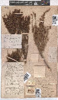 Erica glumiflora image