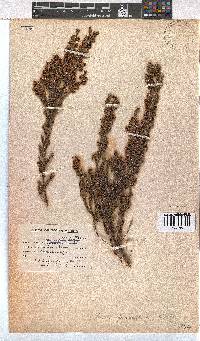 Erica glumiflora image