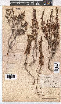 Erica glumiflora image