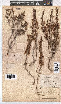 Erica glumiflora image