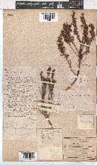 Erica glumiflora image