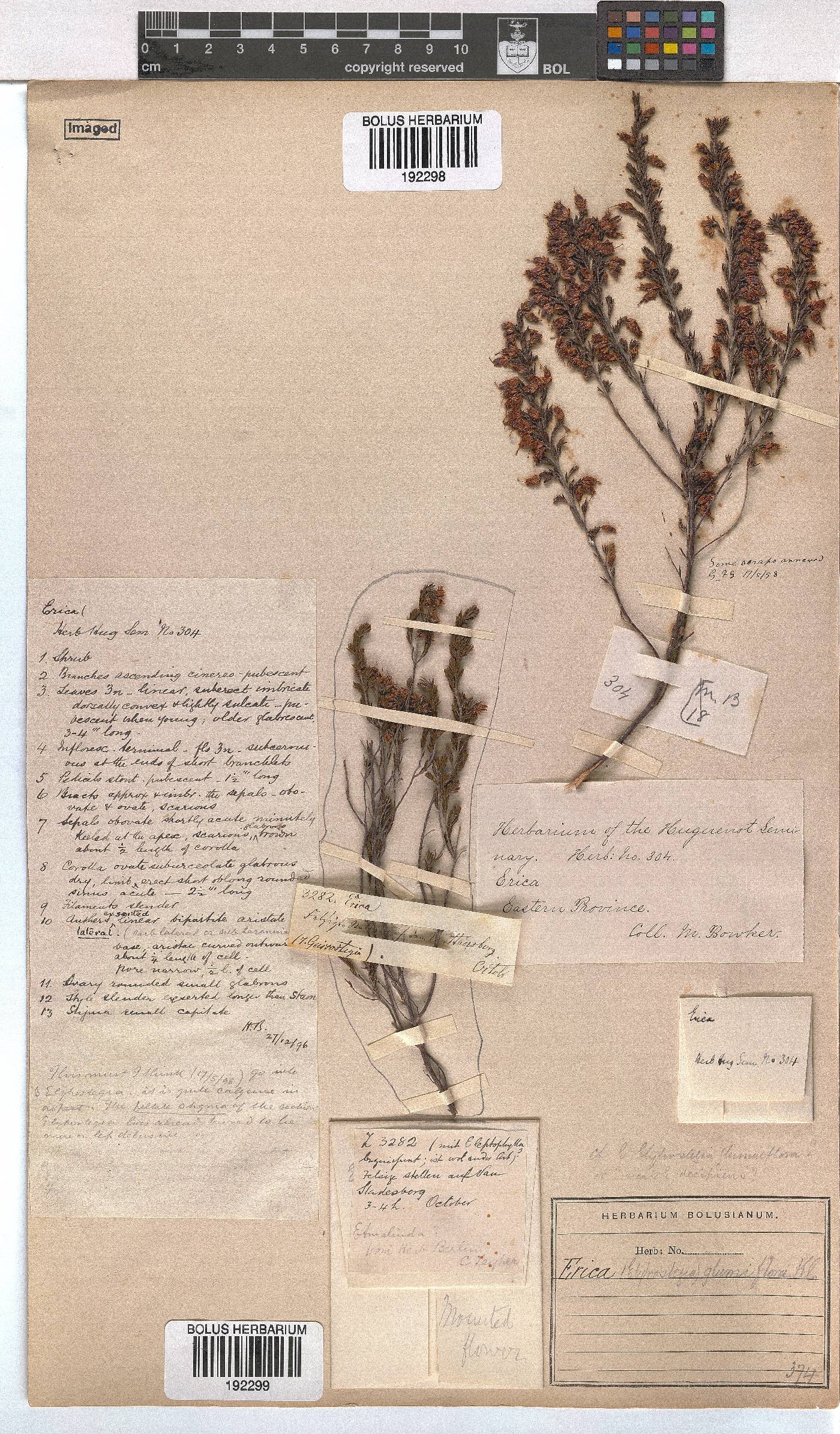 Erica glumiflora image