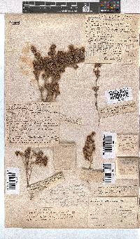 Erica glumiflora image