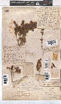 Erica glumiflora image